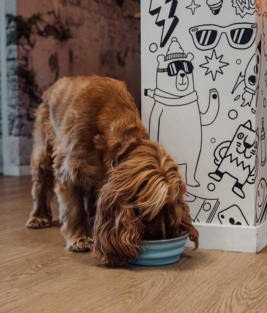 Hundenapf Boutique Hotel