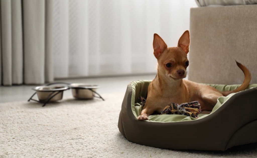 Ruhebereich für Hunde mit Ausstattung